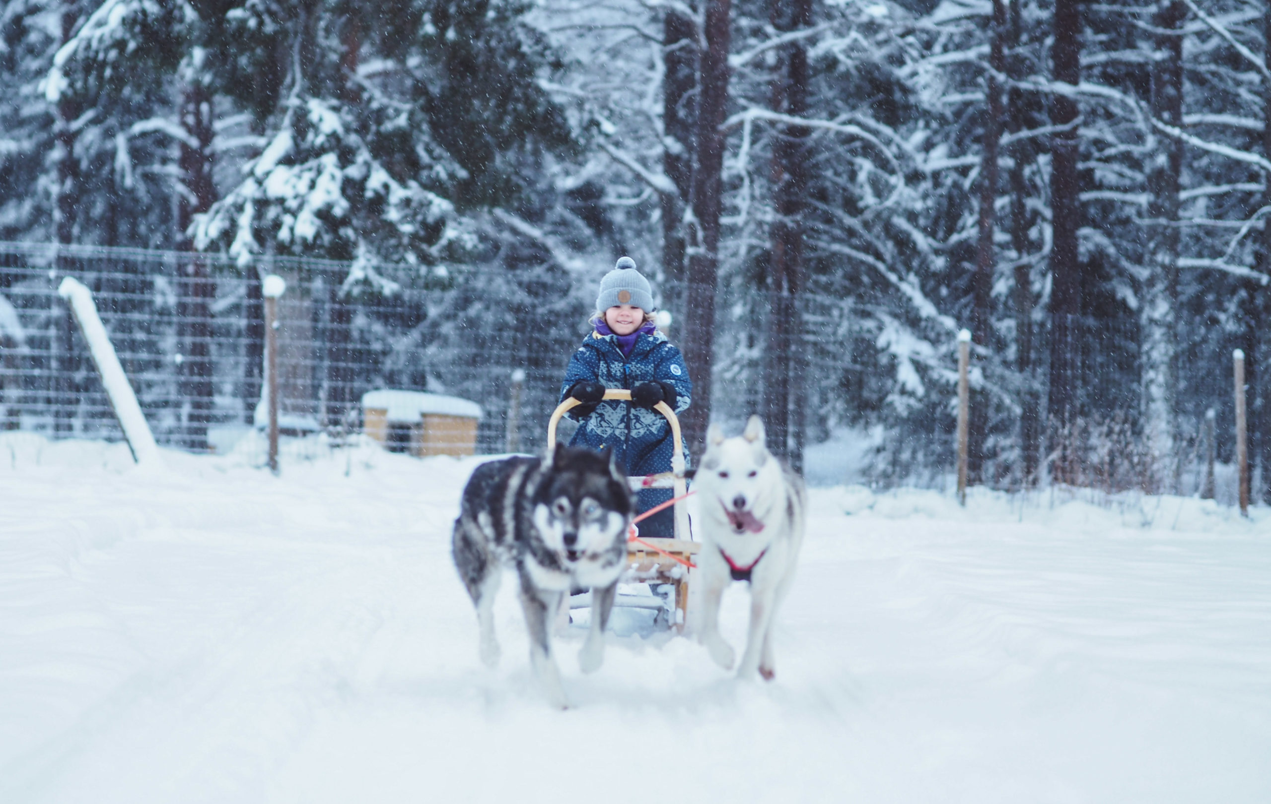 Kids husky sled