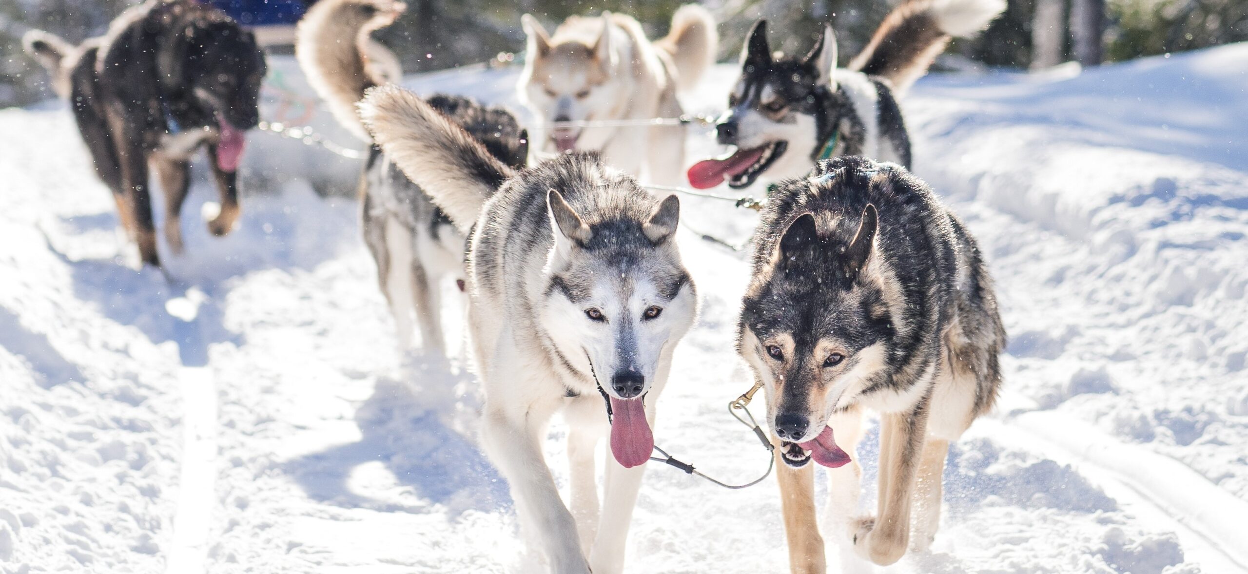 Huskysafari