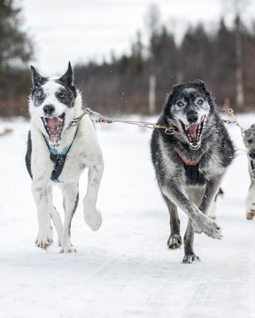 Erä-Susi Huskysafarit