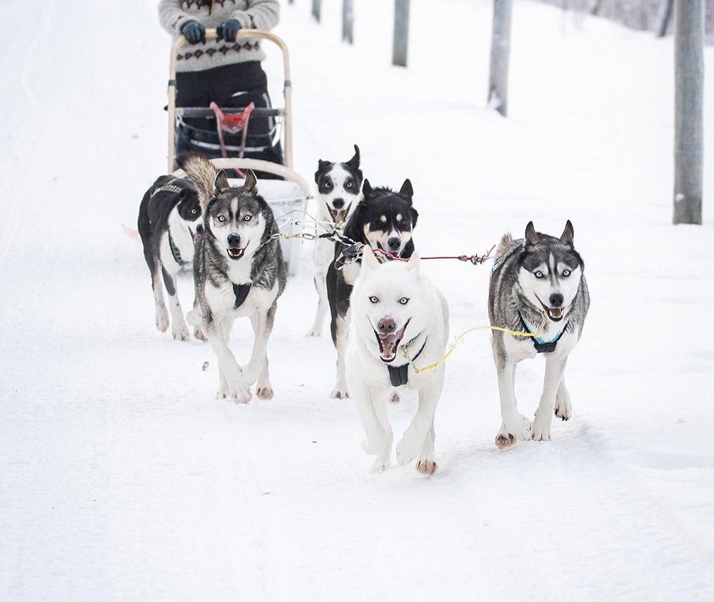 Huskysafari